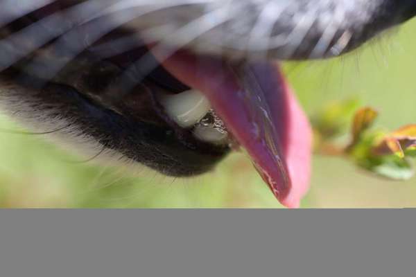 Fotochallenge Nr. 47 - Zeigt die Zähne-Beitrag-Bild