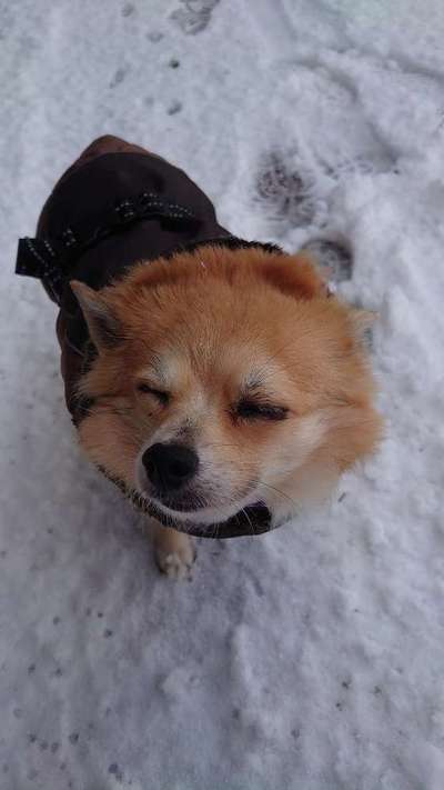 Dogorama Photo Challenge - Hundeblick zum hinschmelzen-Beitrag-Bild