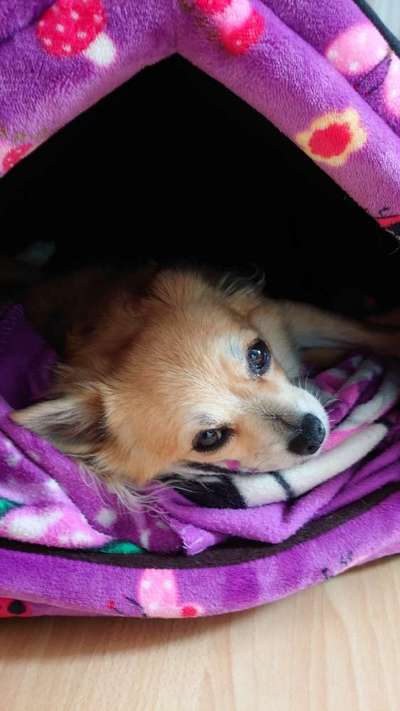 CHALLENGE NR. 19 - Der Hundeblick-Beitrag-Bild