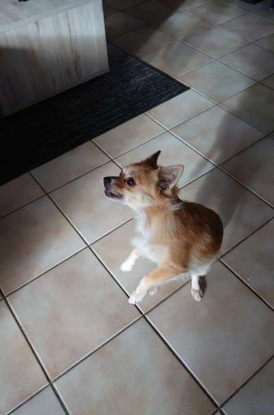 Challenge Nummer 7                          Schnapp das Leckerlie-Beitrag-Bild