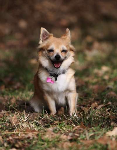 Fotochallenge No. 26                                     Wald und Wiese-Beitrag-Bild