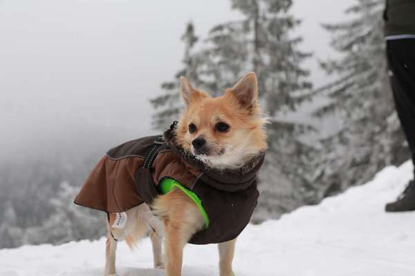 Die Dogorama Kalender Challenge Teil 2/4-Beitrag-Bild