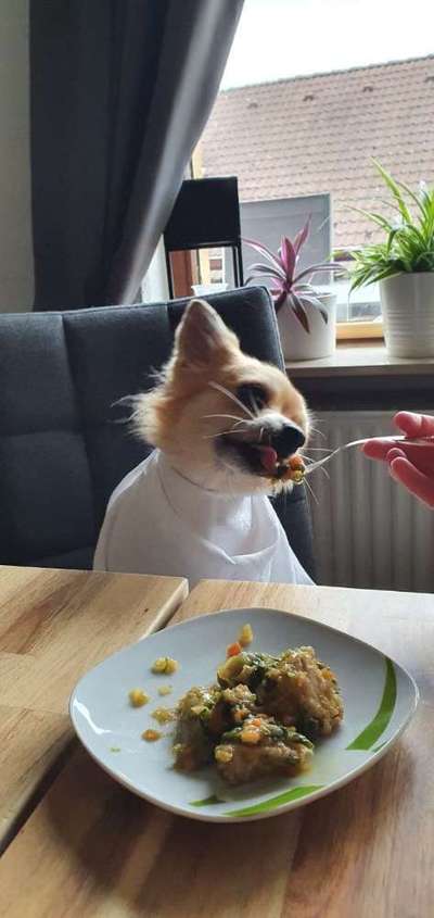 Fotochallenge 31 - Das perfekte Hundedinner-Beitrag-Bild