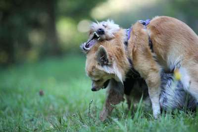 Foto's und Hundemodels-Beitrag-Bild