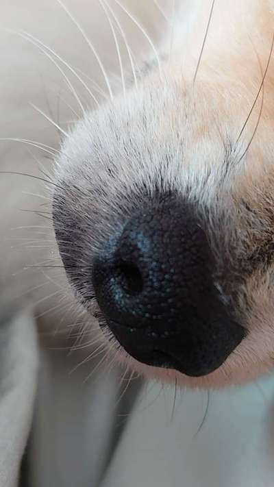 Zeigt her eure Hundenasen-Beitrag-Bild