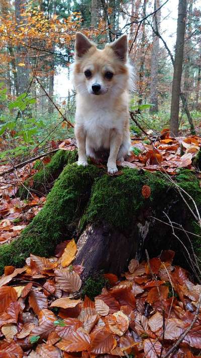 Foto Challenge 2 BEENDET 
Bitte aktuelle Challenge nutzen-Beitrag-Bild