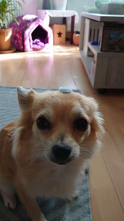 Fotochallange Nr. 6 Die irrsten Blicke-Beitrag-Bild