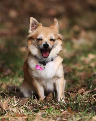 Challenge 23 : "  Euer Hund beim Frühlingserwachen "-Beitrag-Bild