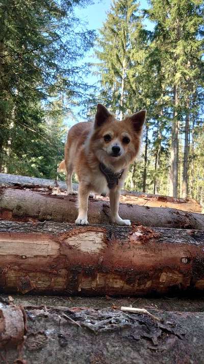 Fotowettbewerb Natur-Beitrag-Bild