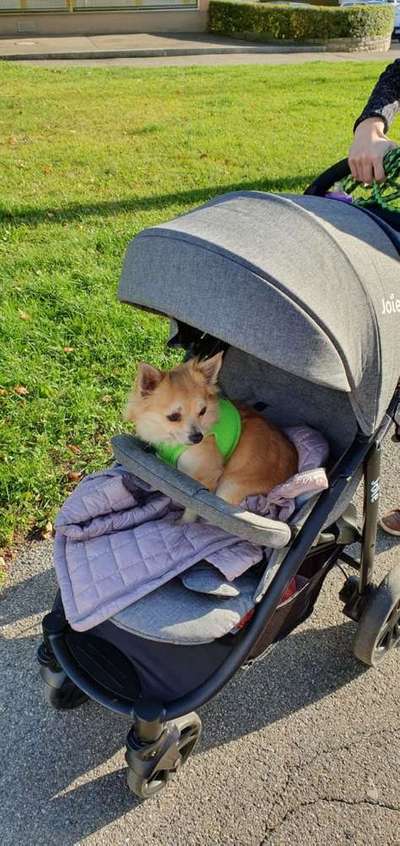 Dein Hund im Dogorama-Kalender 2021-Beitrag-Bild