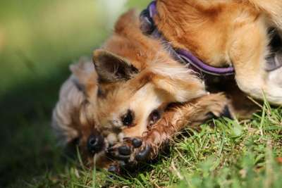 Foto's und Hundemodels-Beitrag-Bild