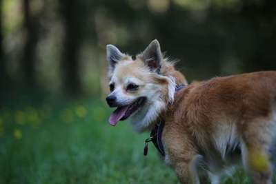 Foto's und Hundemodels-Beitrag-Bild