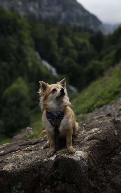 Dein Hund im Dogorama-Kalender 2021-Beitrag-Bild