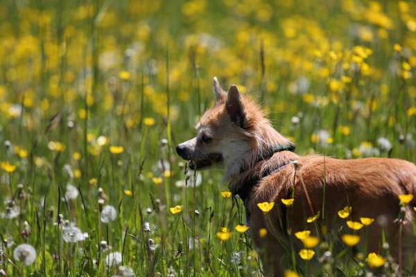 Die Dogorama Monats Challenge "Es grünt und blüht"-Beitrag-Bild