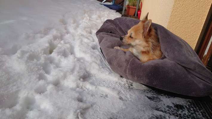 Challenge Nr 14
Eure Fellnasen auf ihrem Lieblingsplatz-Beitrag-Bild