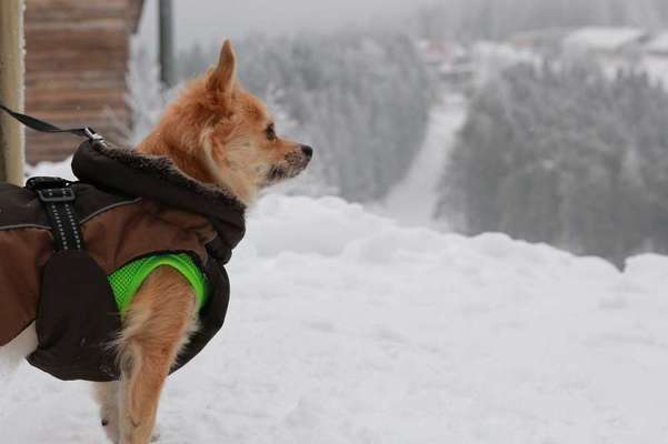 Dein Hund im Dogorama-Kalender 2021-Beitrag-Bild