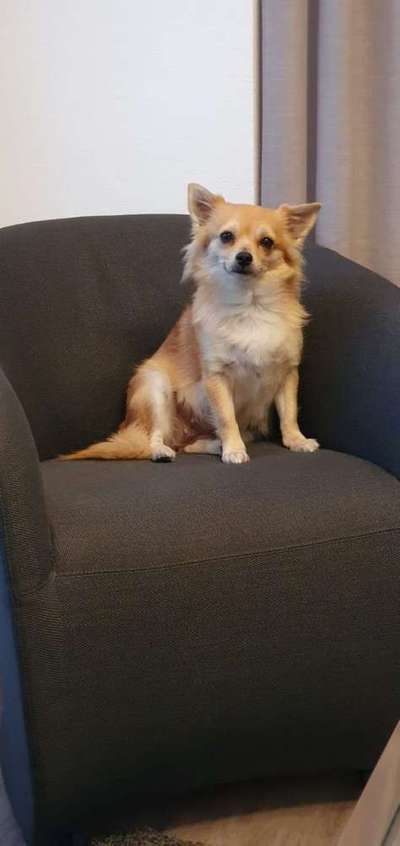 Dein Hund im Dogorama-Kalender 2021-Beitrag-Bild