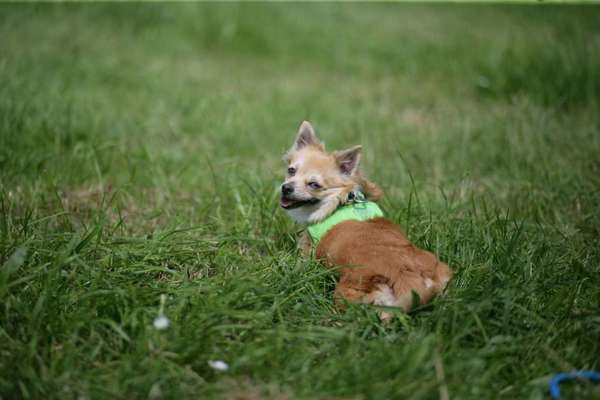 Foto's und Hundemodels-Beitrag-Bild