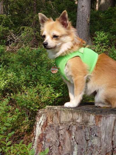 Mischlingshunde Foto Aufruf-Beitrag-Bild