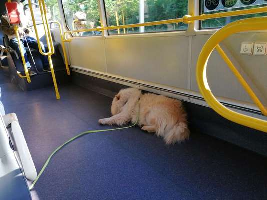 Die Dogorama Wochen Challenge-Beitrag-Bild