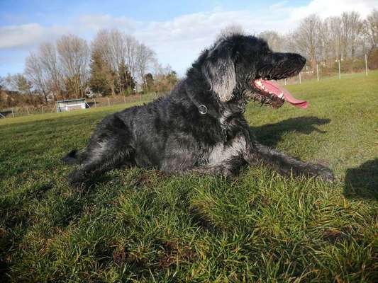 Hundetreffen-Gassigehen in Wenden-Bild