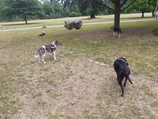 Dein Hund im Dogorama-Kalender 2021-Beitrag-Bild