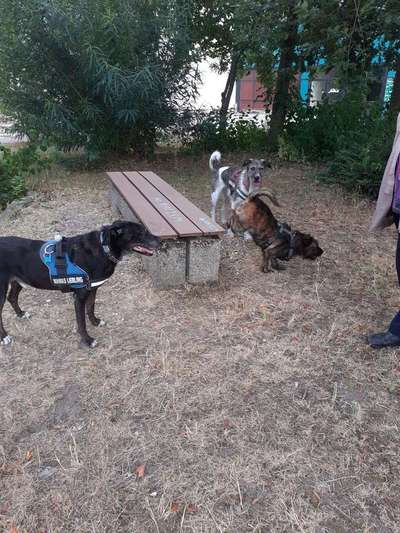 Bester Freund, Hundekumpel - zeigt her!-Beitrag-Bild