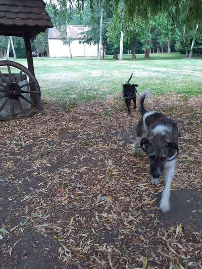 Dein Hund im Dogorama-Kalender 2021-Beitrag-Bild