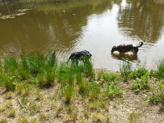 Dein Hund im Dogorama-Kalender 2021-Beitrag-Bild