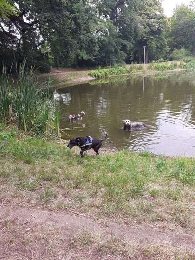 Dein Hund im Dogorama-Kalender 2021-Beitrag-Bild