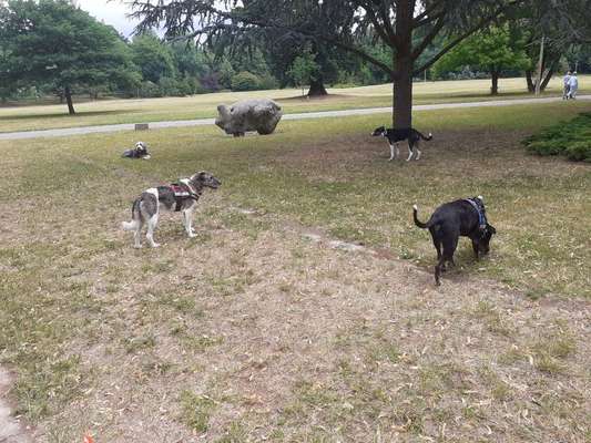 Bester Freund, Hundekumpel - zeigt her!-Beitrag-Bild
