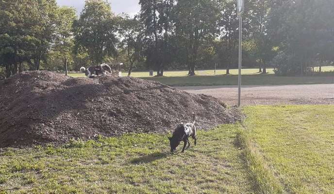 Dein Hund im Dogorama-Kalender 2021-Beitrag-Bild