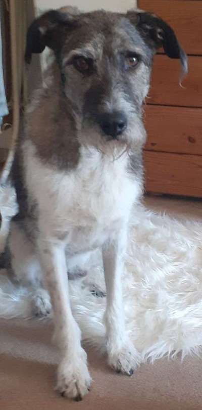 Hunde Memes-Beitrag-Bild