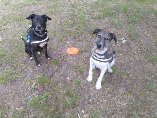 Dein Hund im Dogorama-Kalender 2021-Beitrag-Bild