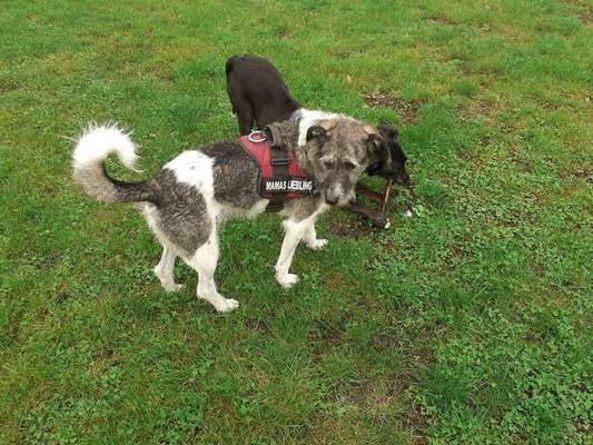 Foto's und Hundemodels-Beitrag-Bild