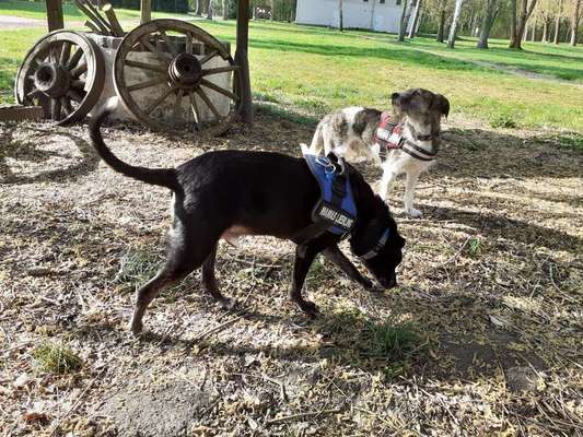 Dein Hund im Dogorama-Kalender 2021-Beitrag-Bild