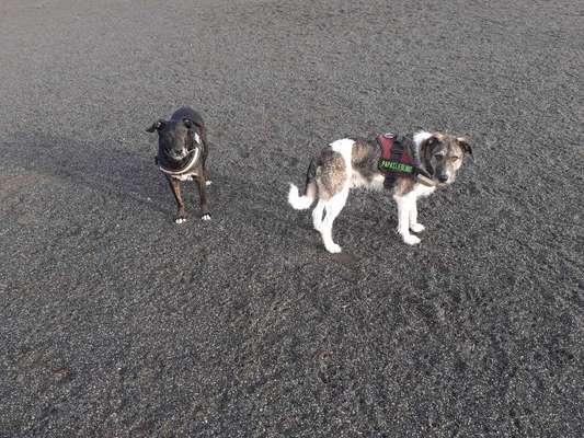 Mehrere Hunde zuhause !-Beitrag-Bild