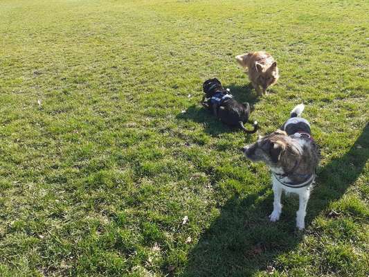 Bester Freund, Hundekumpel - zeigt her!-Beitrag-Bild