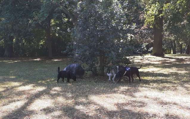 Dein Hund im Dogorama-Kalender 2021-Beitrag-Bild