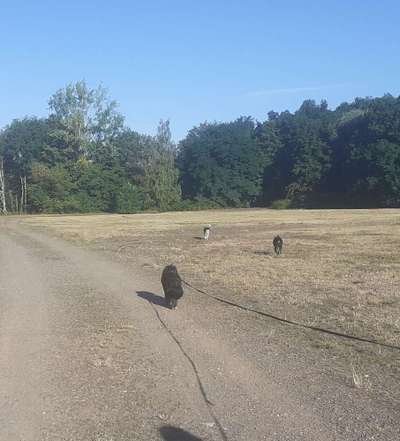Bester Freund, Hundekumpel - zeigt her!-Beitrag-Bild