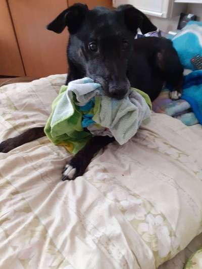 Hunde Memes-Beitrag-Bild