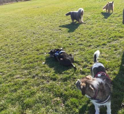 Dein Hund im Dogorama-Kalender 2021-Beitrag-Bild