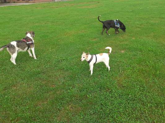 Bester Freund, Hundekumpel - zeigt her!-Beitrag-Bild