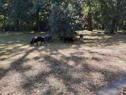 Dein Hund im Dogorama-Kalender 2021-Beitrag-Bild