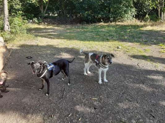 Dein Hund im Dogorama-Kalender 2021-Beitrag-Bild