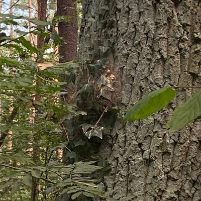 Giftköder-Eichenprozessionsspinner Nest-Bild