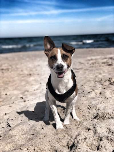 Die Dogorama Kalender Challenge 4/4-Beitrag-Bild