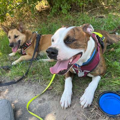 Hundetreffen-Gemeinsame Spaziergänge und Spielrunden-Bild