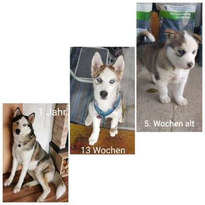 Als Welpen sind sie alle noch süßer-Beitrag-Bild