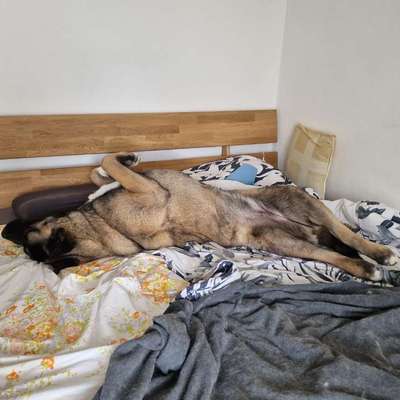 Hundetreffen-Verspielte und Energiegeladene American Akita Dame sucht Spielgefährten-Bild